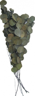 Eucalyptus populus stabilizovaný zelený 100 g