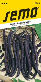Fazuľa pnúca fialová - A Cosse Violette Sans Fil 7 g