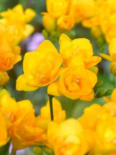Frézia 'Double yellow' 10 ks