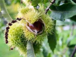 Gaštanovník jedlý 'Castanea sativa'