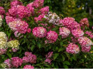 Hortenzia latnatá 'Pink Queen'
