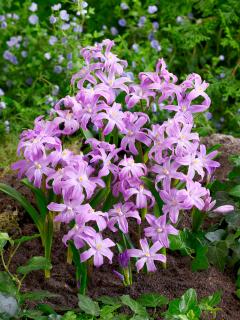 Ladonka žiariaca 'Luciliae Violet' 10 ks
