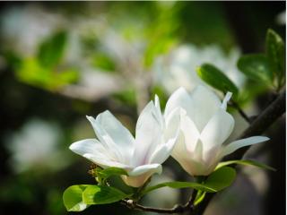 Magnólia stellata 'Royal Star'