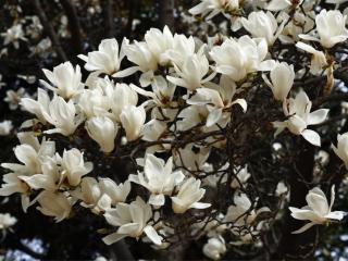 Magnólie soulangiana 'Alba Superba'