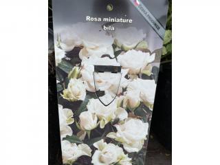 Miniatúrna ruža biela