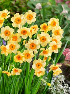 Narcis 'Kedron' 5 ks