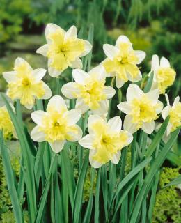 Narcis 'Smiling twin' 5 ks