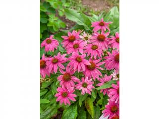 Strapatkovka Echinacea 'Purpurea magnus' 1 ks
