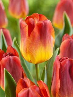 Tulipán 'Amberglow' 5 ks