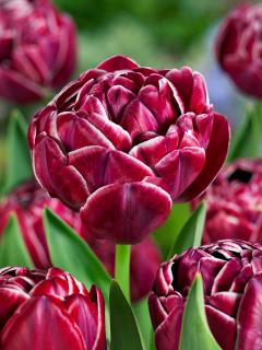 Tulipán 'Dream Touch' 5 ks