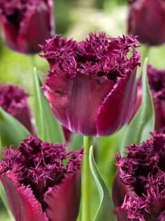 Tulipán 'Purple Crystal' 5 ks