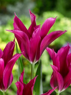 Tulipán 'Purple Doll' 5 ks
