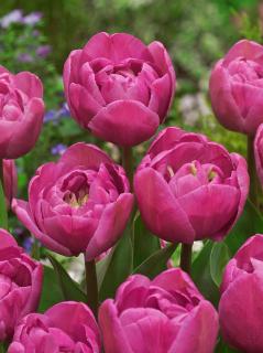 Tulipán 'Tabledance' 5 ks
