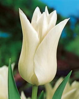 Tulipán 'White Triumphator' 5 ks