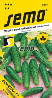 Uhorka nakladačka - Bohemia F1 hr 2 g