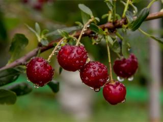 Višňa kríková 'Carmine jewel'