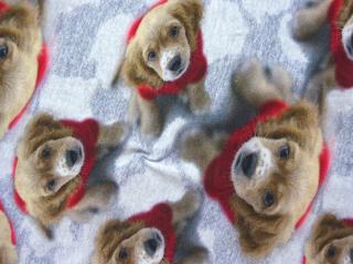Úplet sivý  psík v červenom svetríku  - digitálna tlač