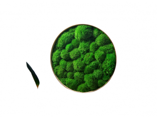 Machový kruhový obraz Farba rámu: Prírodná borovica, Veľkosť: 60 cm