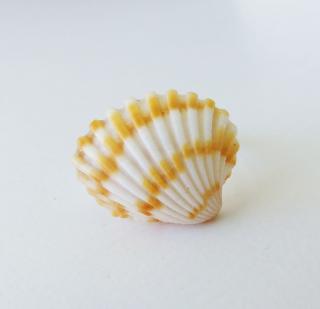 Handmade prsteň - morská mušľa (Handmade prsteň s morskou mušľou)