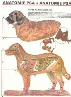 Papierový model Anatómia psa (Anatomie psa)