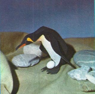 Papierový model Tučniak (Tučňák)