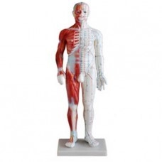 Akupunktúrny model muža so svalmi, výška 60 cm