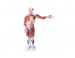 Anatomický model ľudského tela 80cm - muž