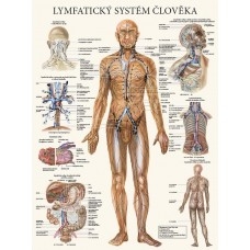 Lymfatický systém človeka 47x63cm