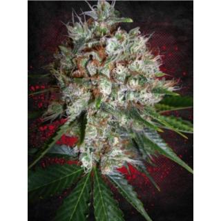 Big Bud XXL Balenie: 2 ks