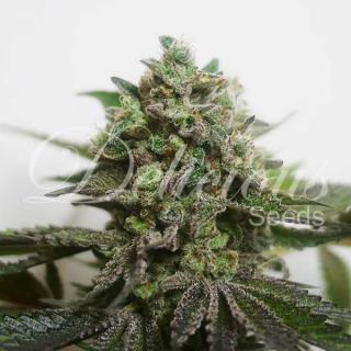 Delimed CBD PLUS Balenie: 10 ks