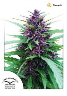 Dutch passion Shaman 0% THC Balenie: 1 ks