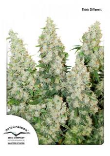 Dutch Passion Think Different Auto 0% THC Balenie: 1 ks