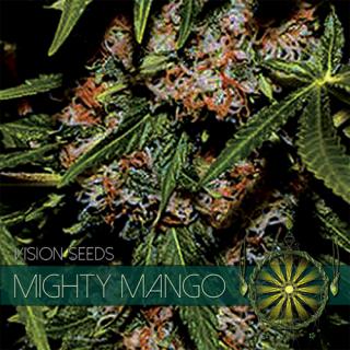 Mighty Mango Bud - Vision seeds Balenie: 10 ks