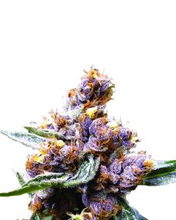 Nirvana Seeds Blueberry Fem 0% THC Balenie: 10 ks