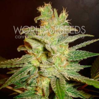 Northern Light x Big Bud Early version Balenie: 12 ks