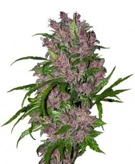 Purple Bud Fem Balenie: 10 ks