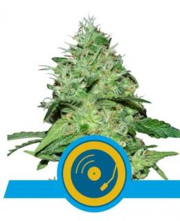 Royal Queen Seeds Joannes CBD 0 % THC 5 ks Balenie: 1 ks