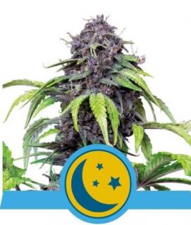 Royal Queen Seeds Purplematic CBD 0 % THC 5 ks Balenie: 1 ks