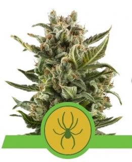 Royal Queen Seeds White Widow Automatic 0 % THC 5 ks Balenie: 1 ks