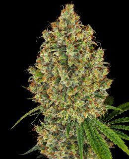 Sensi seeds Purple Bud Fem 0% THC Balenie: 1 ks