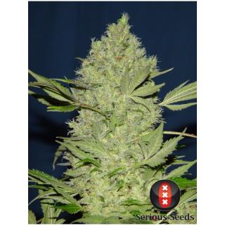 Serious seeds Chronic Fem 3 ks 0 % THC Balenie: 3 ks