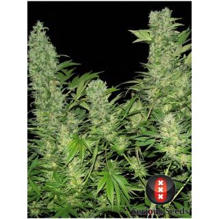 Serious seeds Double Dutch 0 % THC 6 ks Balenie: 3 ks