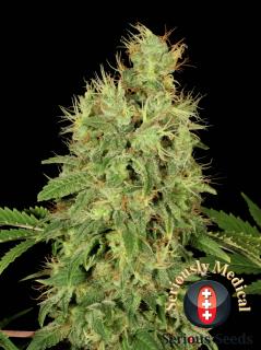 Serious seeds Serious 6 0 % THC 6 ks Balenie: 6 ks