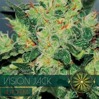 Vision Jack Auto - vision seeds Balenie: 10 ks