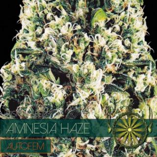 Vision Seeds Amnesia Haze AutoFem 0% THC Balenie: 1 ks