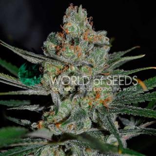 WOS Afghan Kush early version 0 % THC 7 ks Balenie: 1 ks