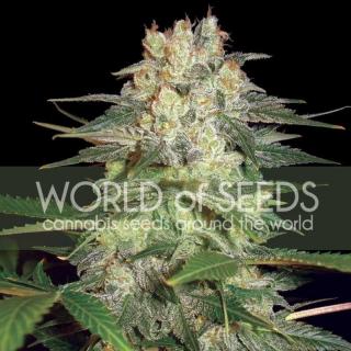 WOS Afghan Kush Ryder 0 % THC 3 ks Balenie: 1 ks