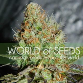 WOS Afghan Kush Special 0 % THC 7 ks Balenie: 1 ks