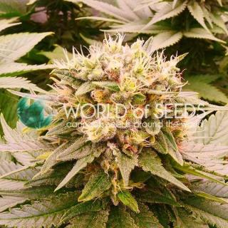 WOS Harlequeen THC Free 0 % THC 7 ks Balenie: 12 ks