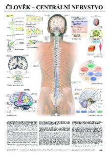 Centrálne nervstvo - anatomický plagát